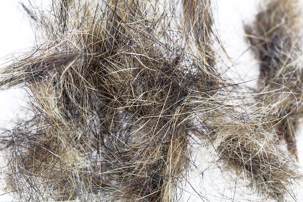 Alpin Pels Natural 1 fra Swiss Cdc